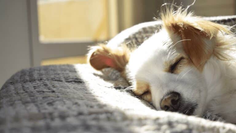 Dog Sleeping In The Sun - ECCO Sunroom & Awning