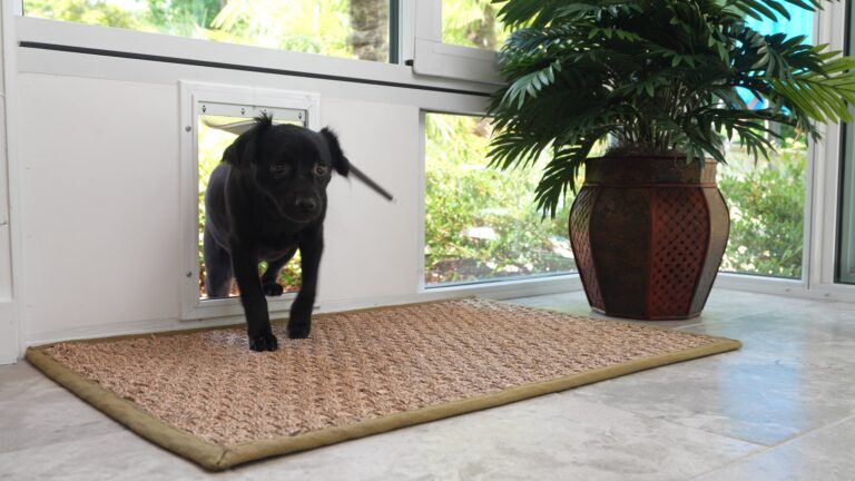 A black dog enters a sunroom though a doggy door - ECCO Sunroom & Awning